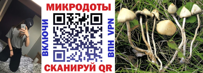 Псилоцибиновые грибы мицелий Тбилисская